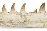 Mosasaur Jaw with Twelve Teeth - Morocco #225341-5